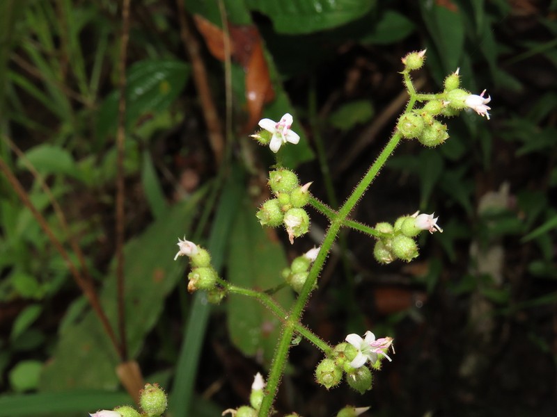 Aciotis rubricaulis photo 3