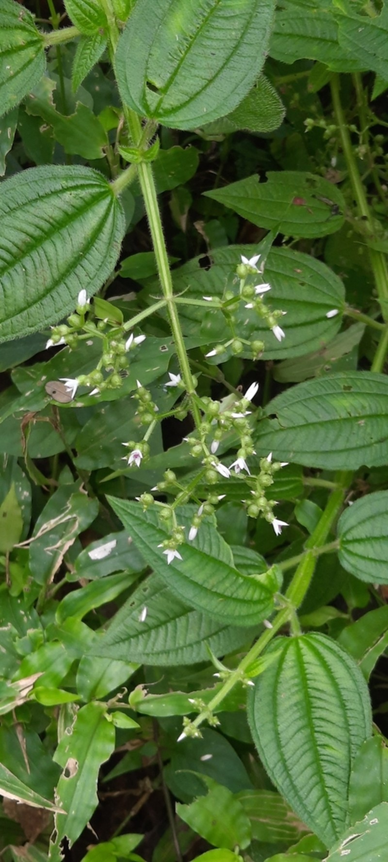 Aciotis rubricaulis photo 4