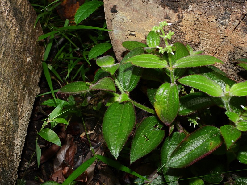 Aciotis rubricaulis photo 5