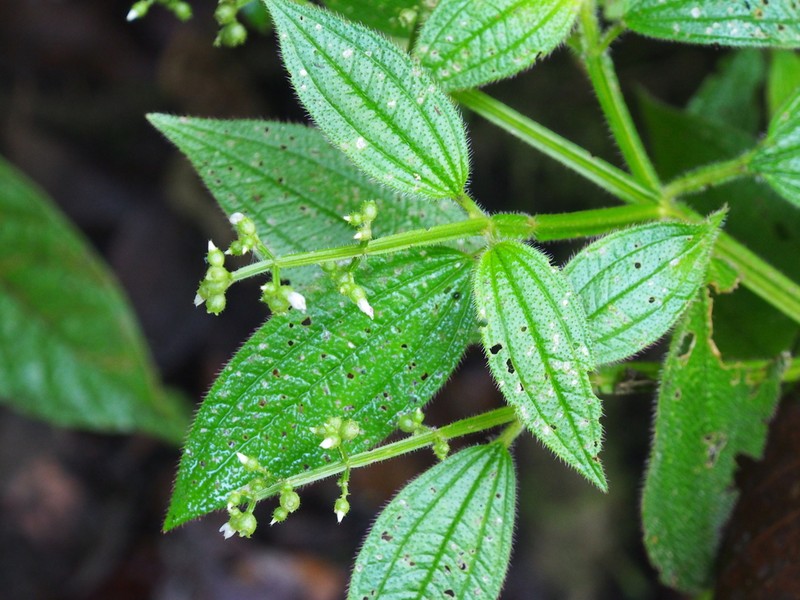 Aciotis rubricaulis photo 6