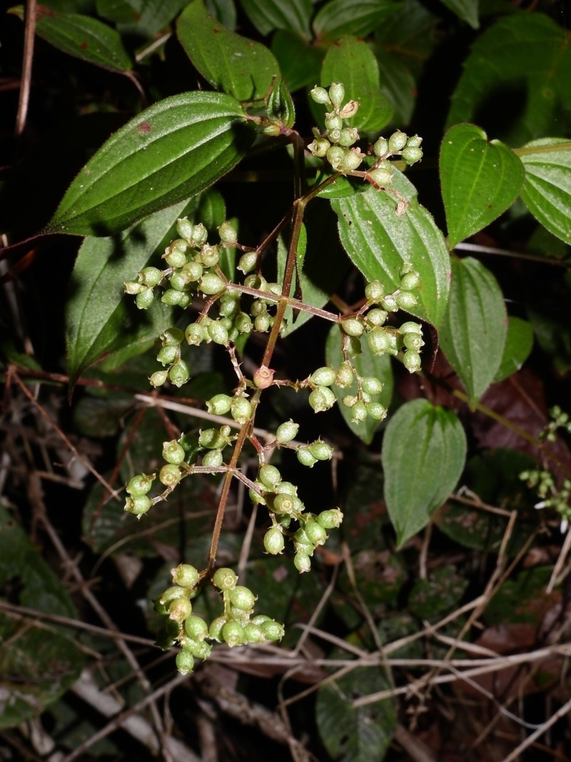Aciotis rubricaulis photo 7