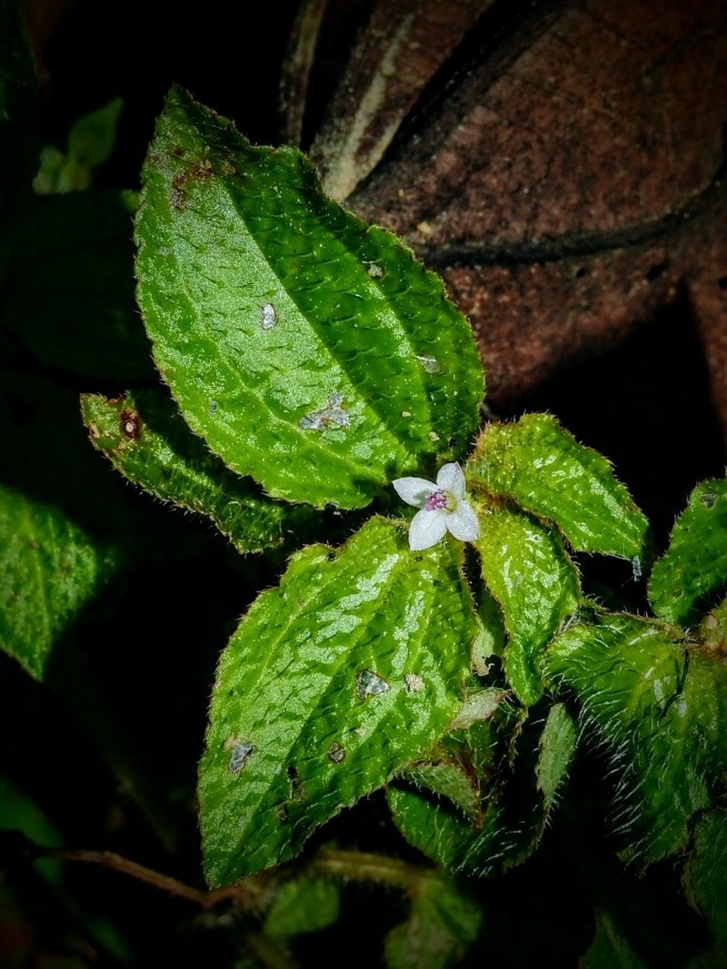 Aciotis rubricaulis photo 8