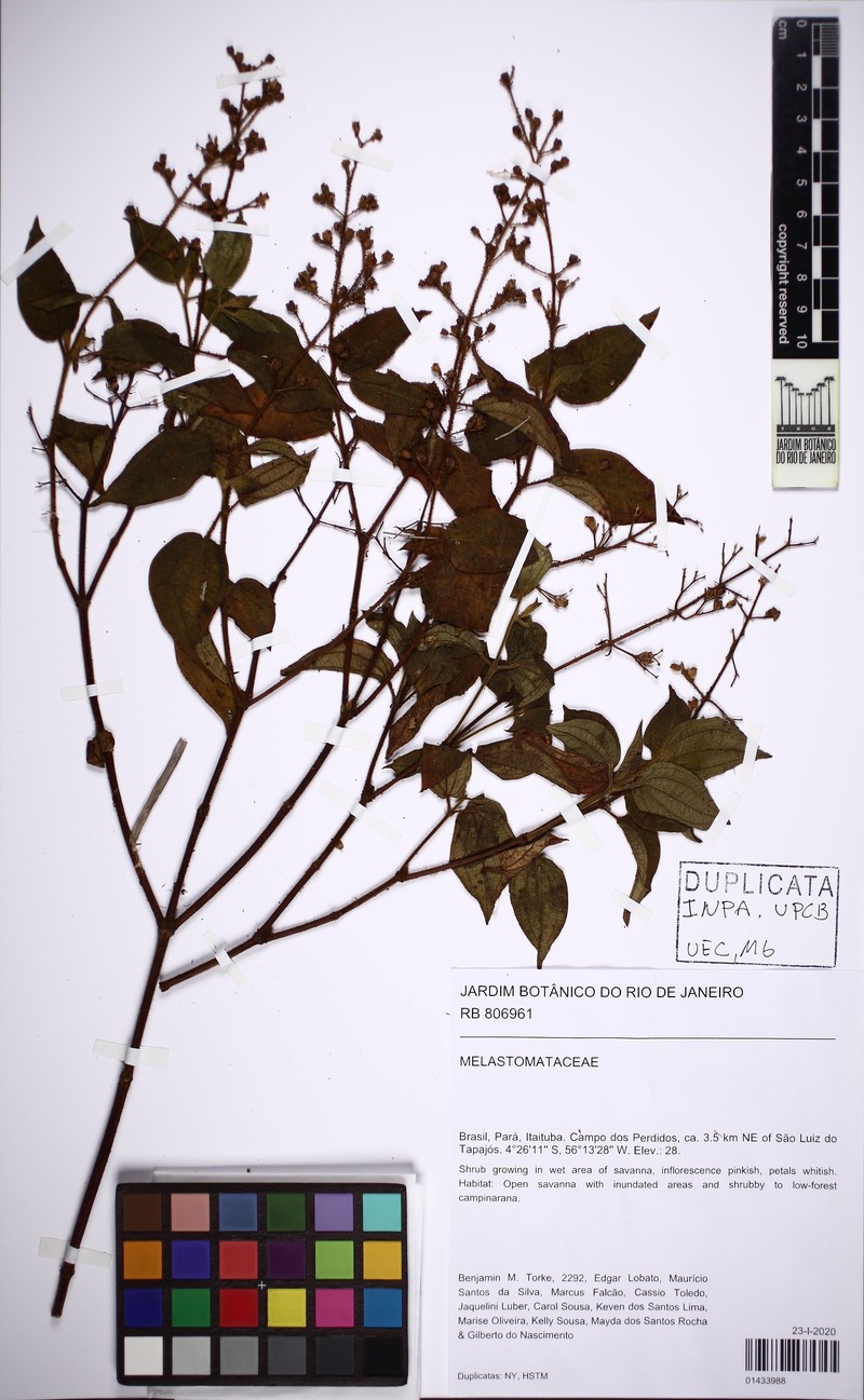 Aciotis viscida