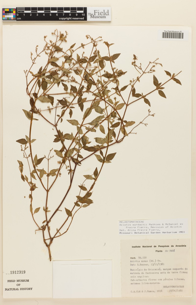 Aciotis wurdackiana