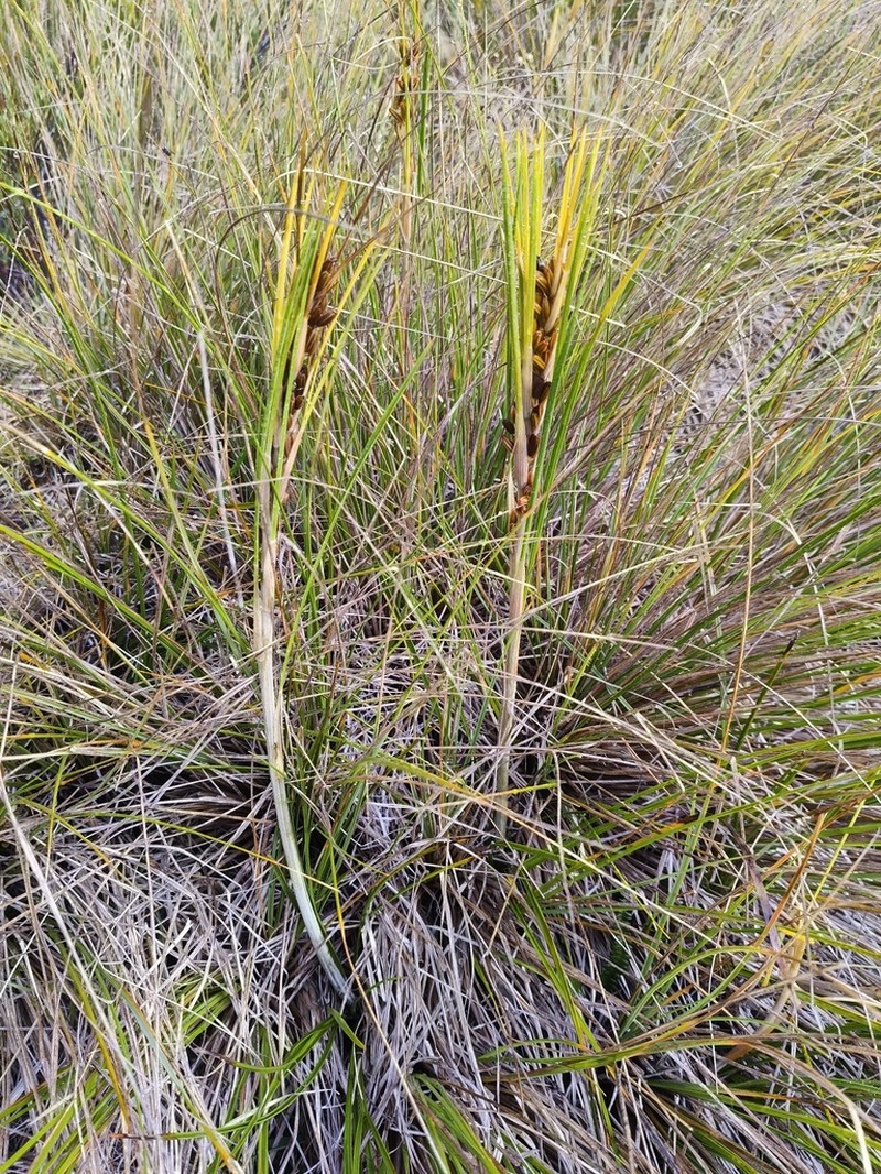 Aciphylla anomala photo 2
