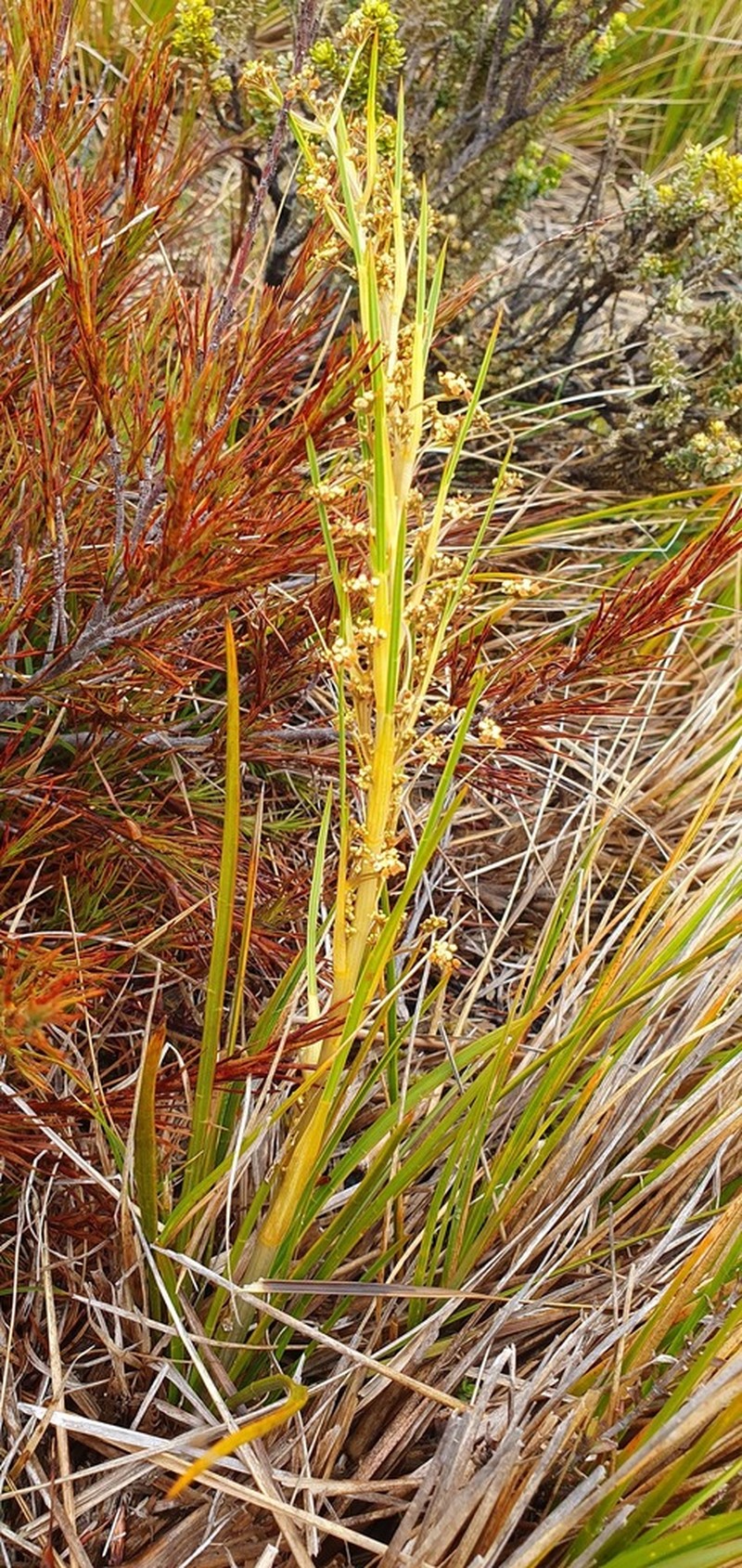 Aciphylla anomala photo 3