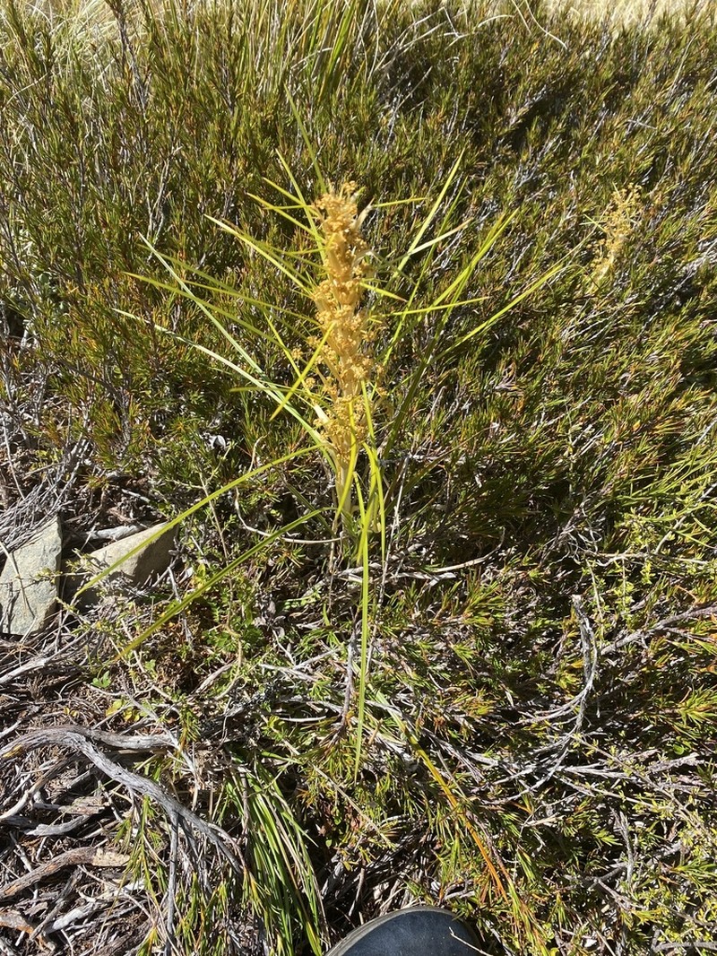 Aciphylla anomala photo 4