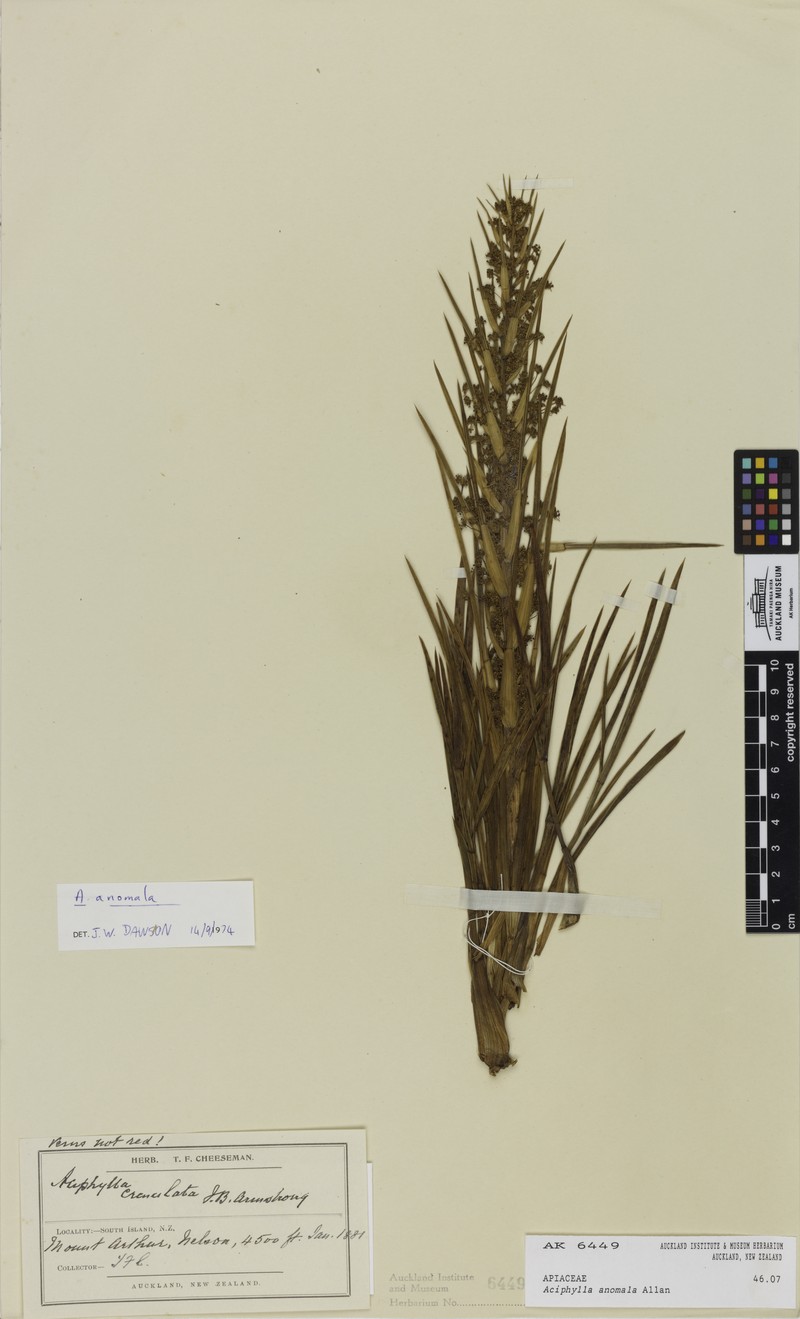 Aciphylla anomala photo 5