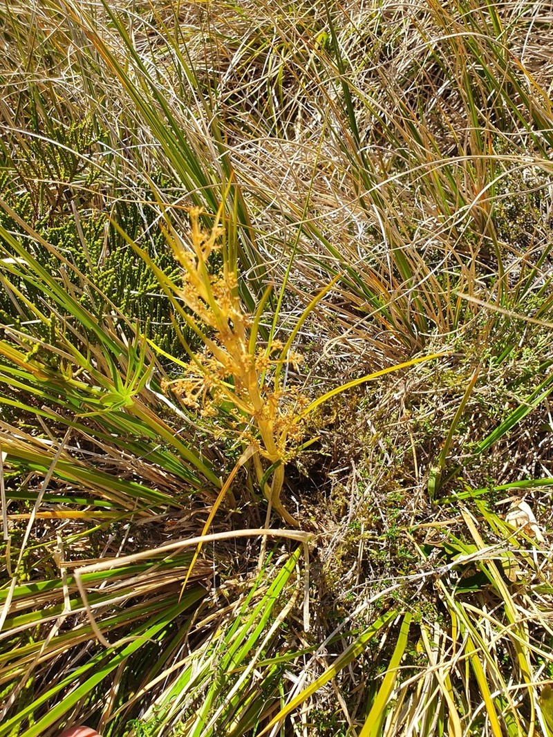 Aciphylla anomala photo 8