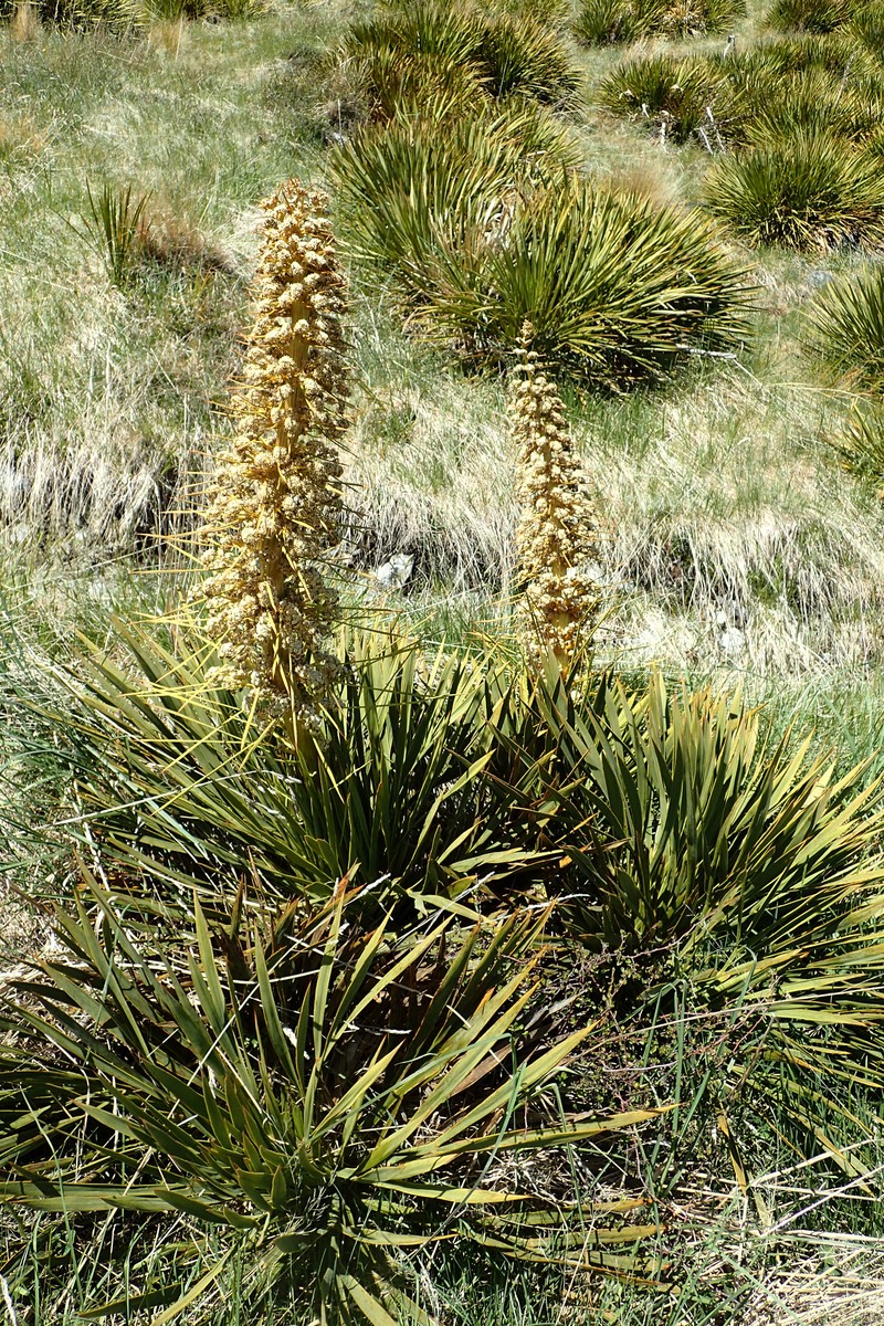 Aciphylla aurea photo 2