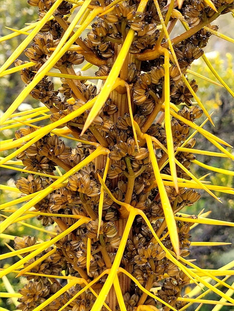 Aciphylla aurea photo 3