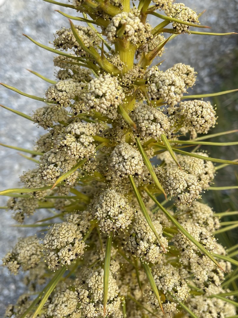 Aciphylla aurea photo 4