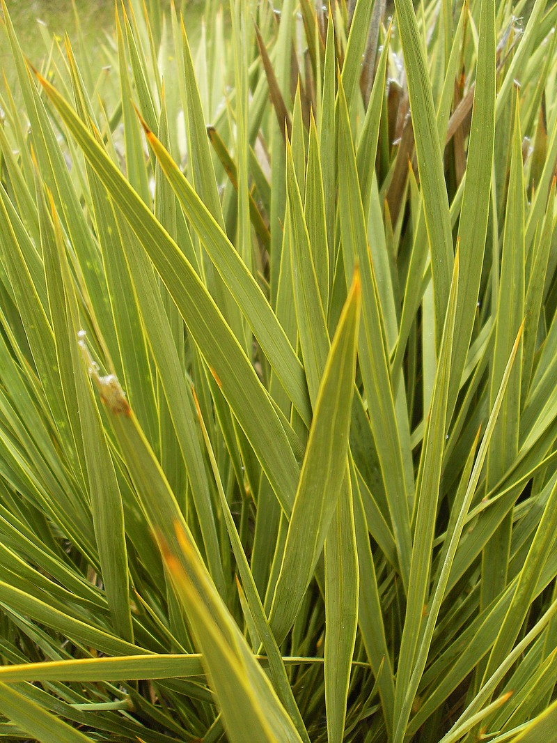 Aciphylla aurea photo 5
