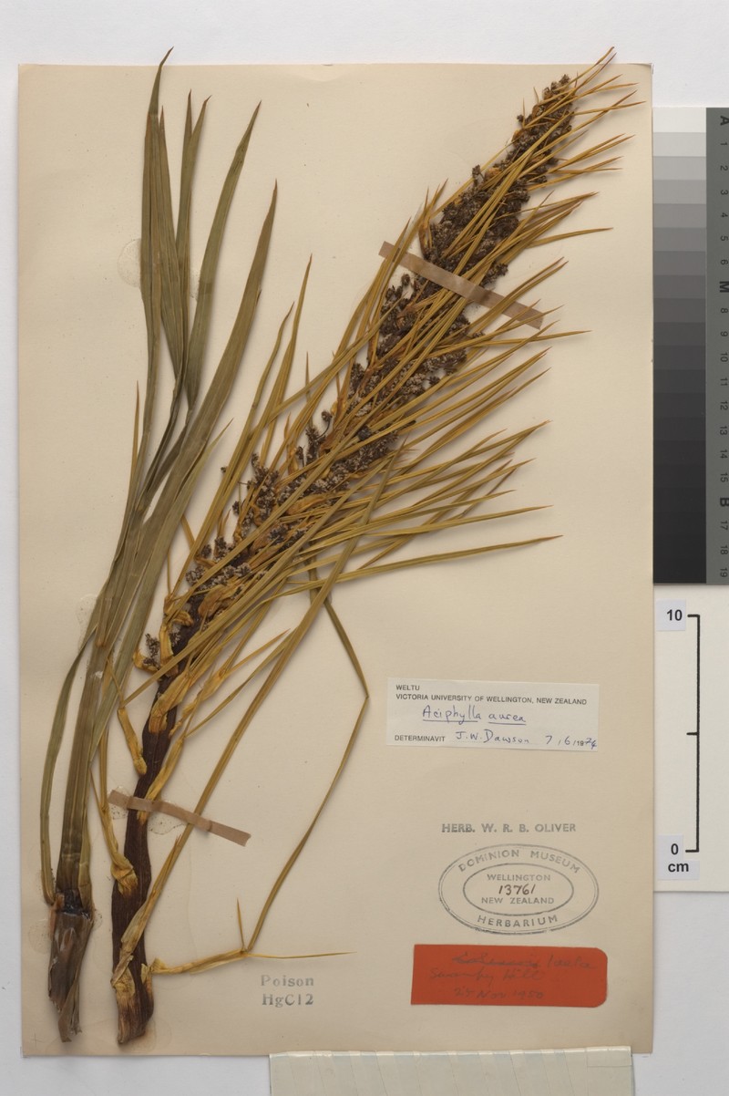 Aciphylla aurea photo 6