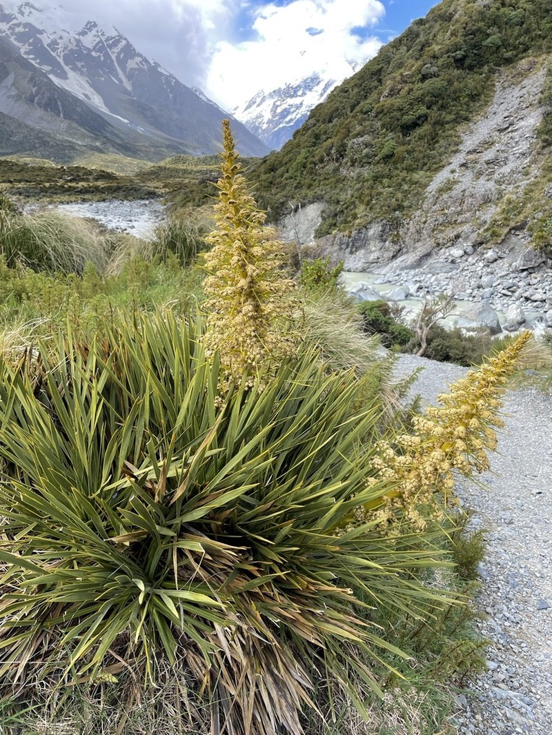 Aciphylla aurea photo 7