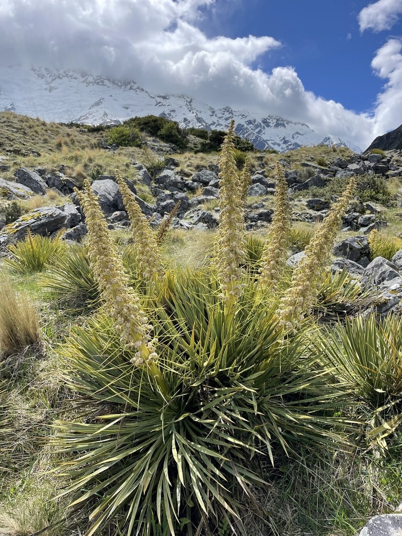 Aciphylla aurea photo 8