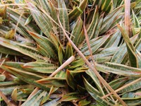Aciphylla cartilaginea