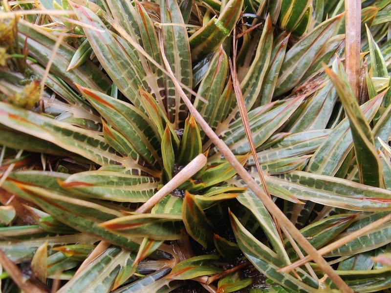 Aciphylla cartilaginea