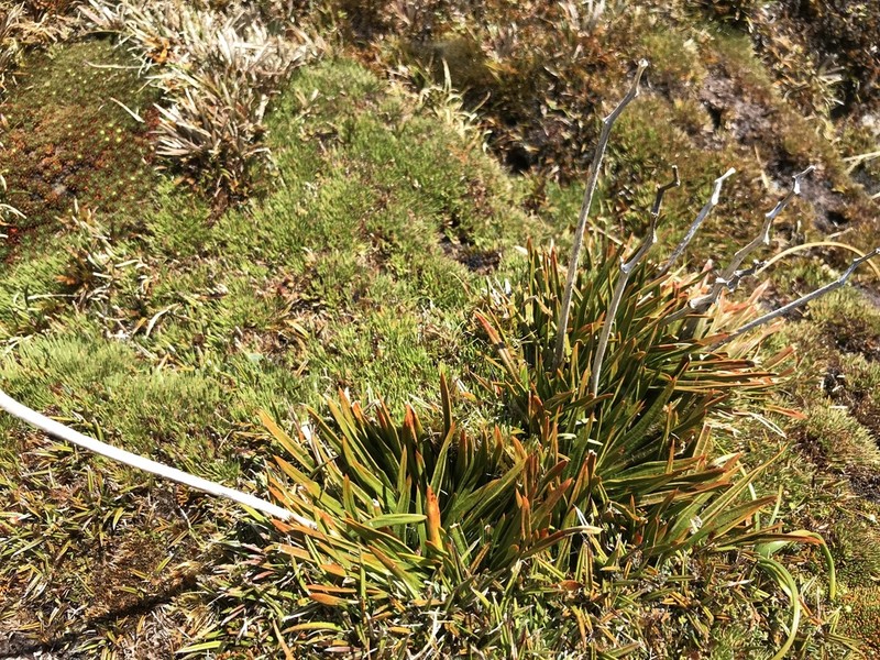 Aciphylla cartilaginea photo 2