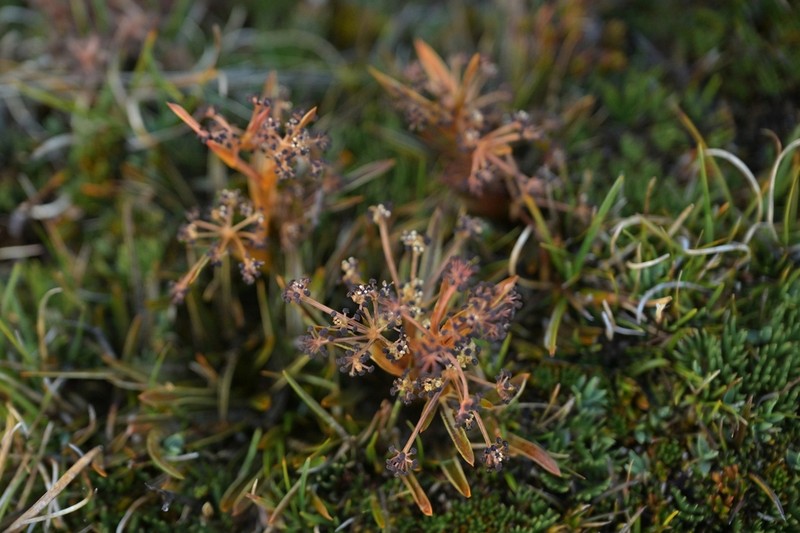 Aciphylla cartilaginea photo 3