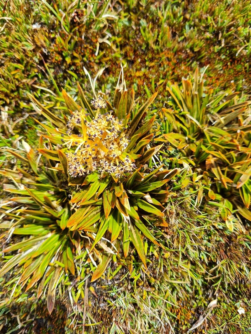 Aciphylla cartilaginea photo 4