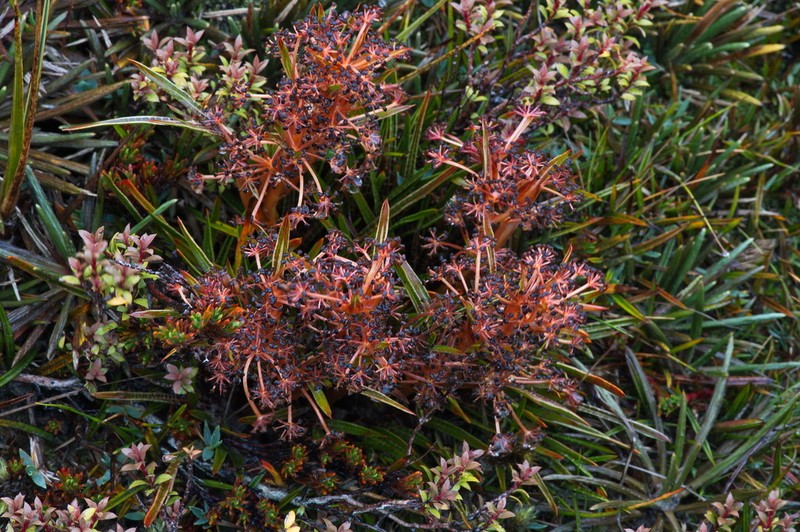 Aciphylla cartilaginea photo 5