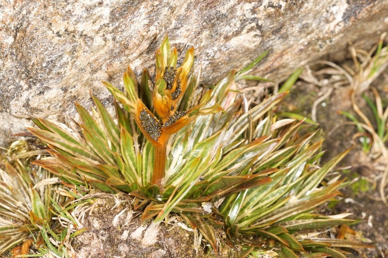 Aciphylla cartilaginea photo 6