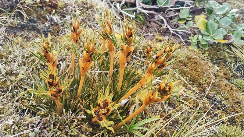 Aciphylla cartilaginea photo 7