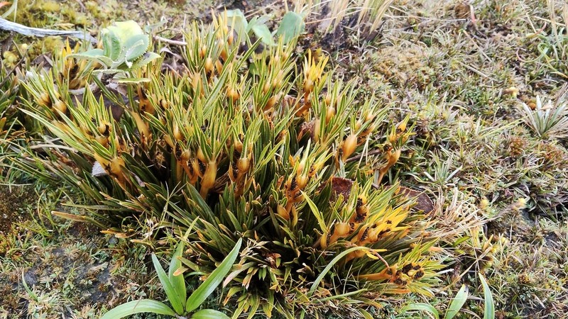 Aciphylla cartilaginea photo 8