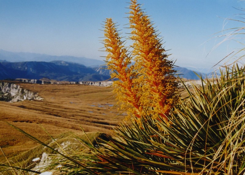 Aciphylla colensoi photo 2