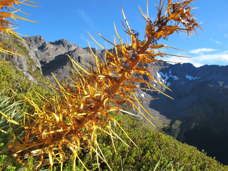Aciphylla colensoi photo 3