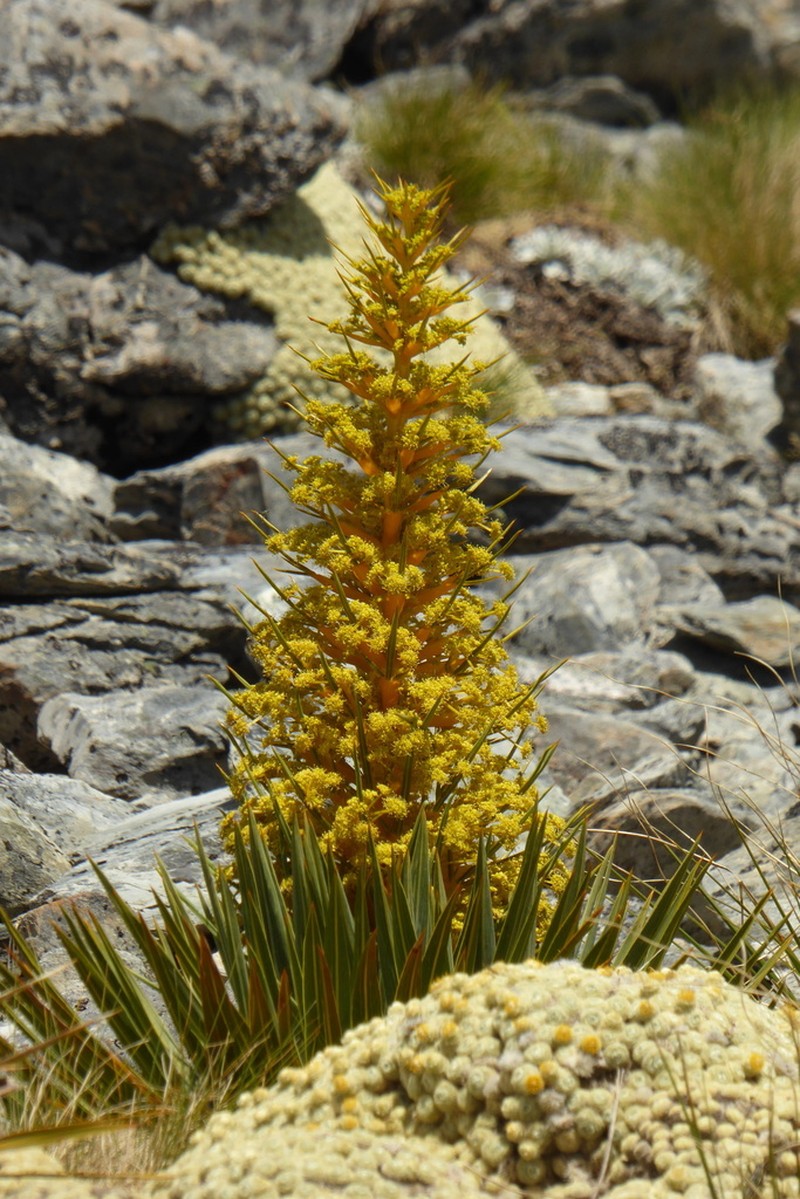Aciphylla colensoi photo 4