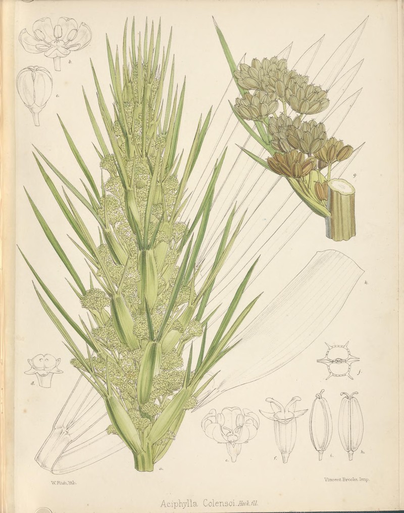 Aciphylla colensoi photo 5