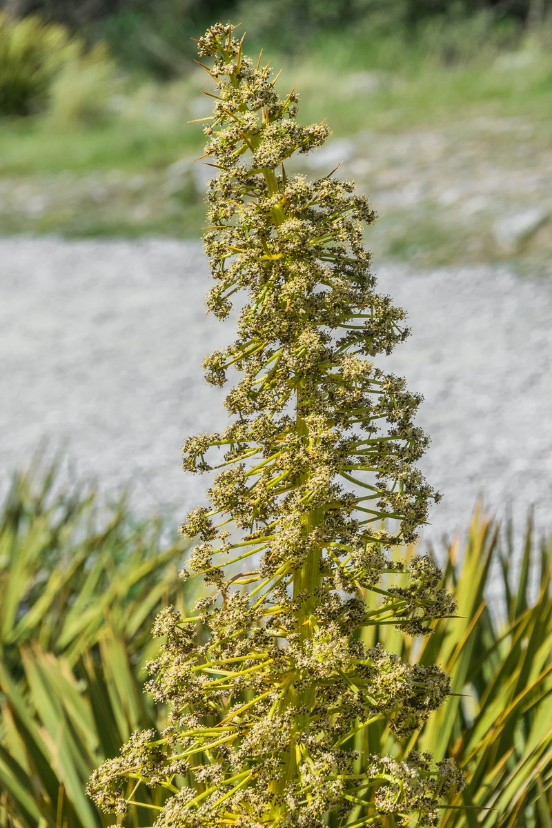 Aciphylla colensoi photo 7