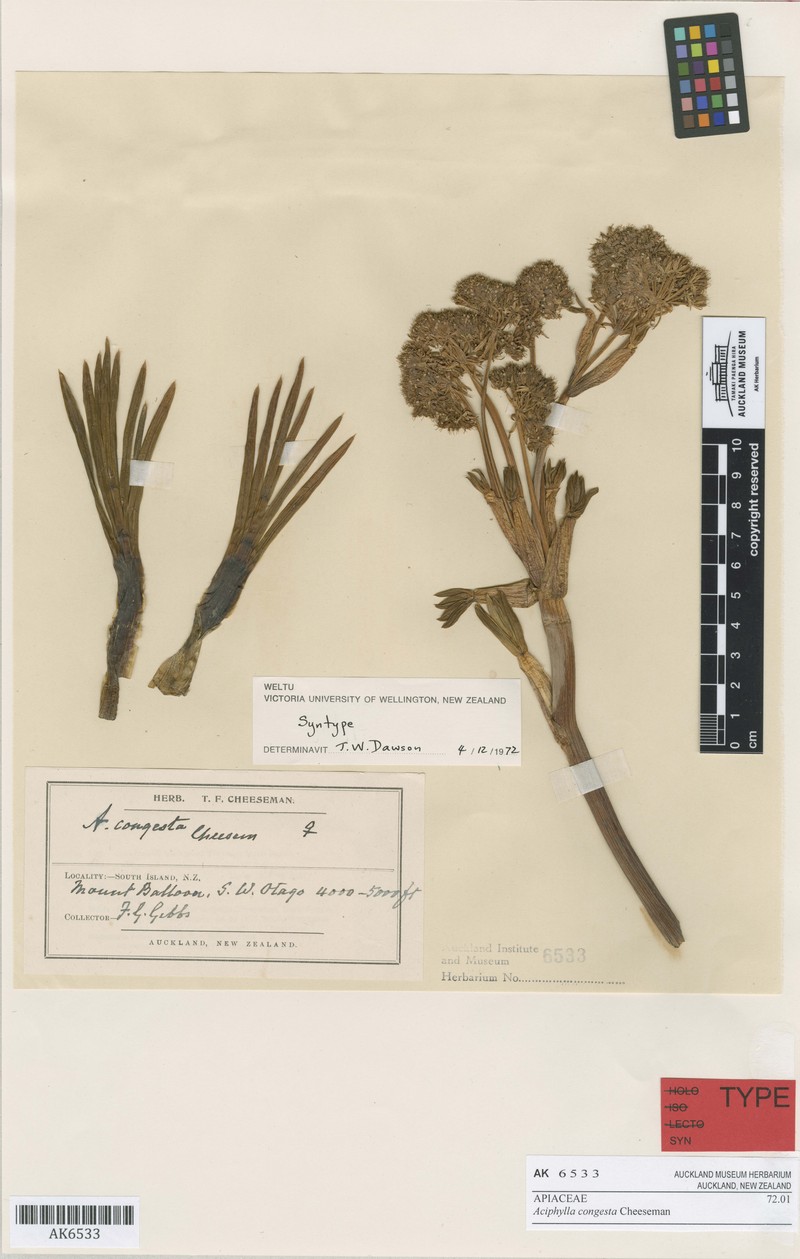 Aciphylla congesta photo 3