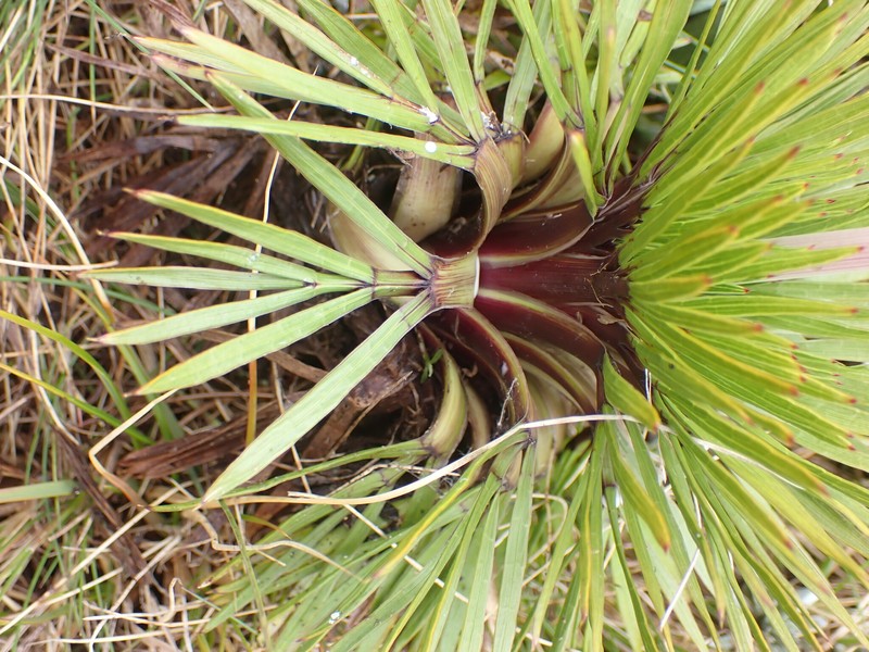 Aciphylla congesta photo 5