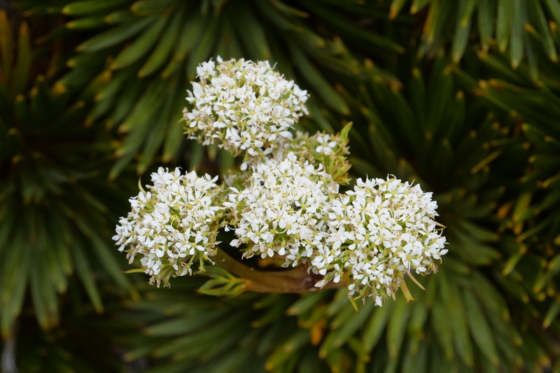 Aciphylla congesta photo 6