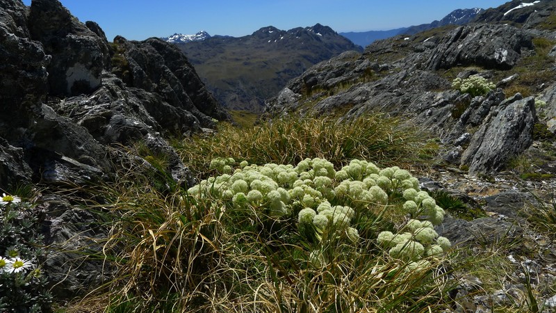 Aciphylla congesta photo 8