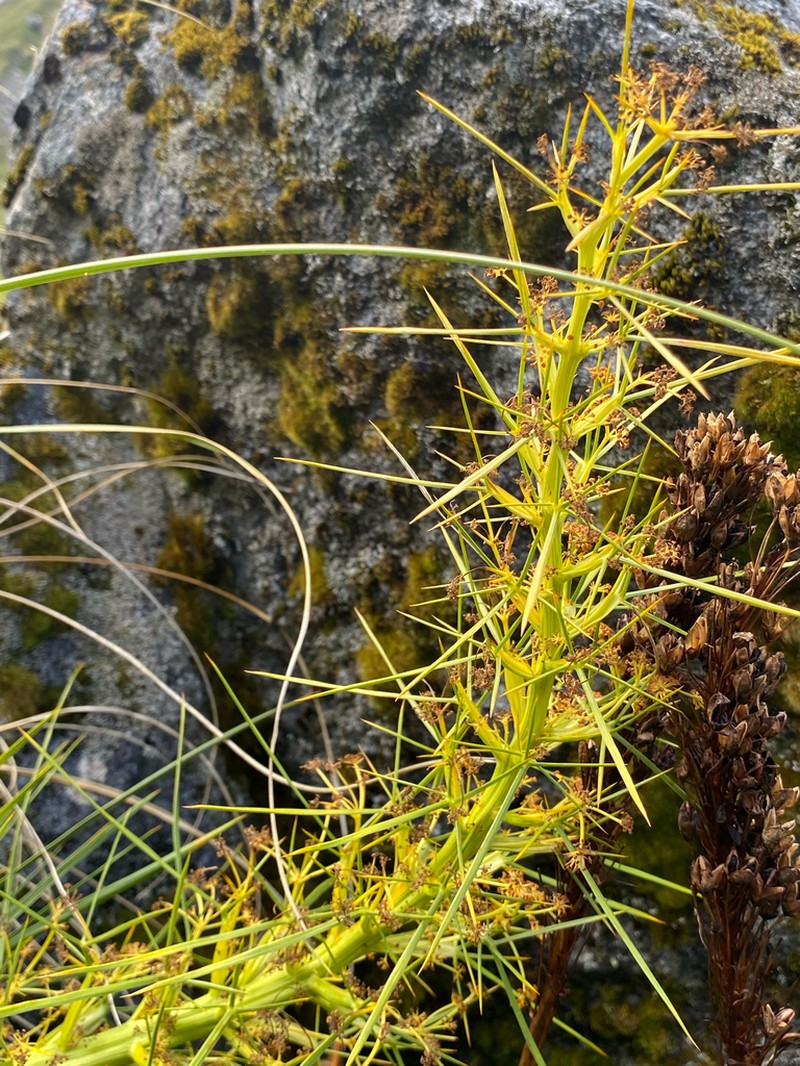 Aciphylla crenulata photo 2
