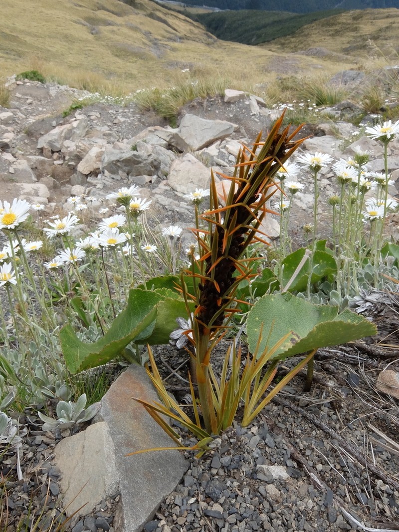 Aciphylla crenulata photo 3