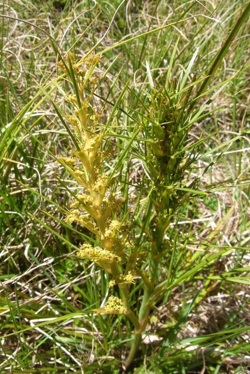 Aciphylla crenulata photo 4