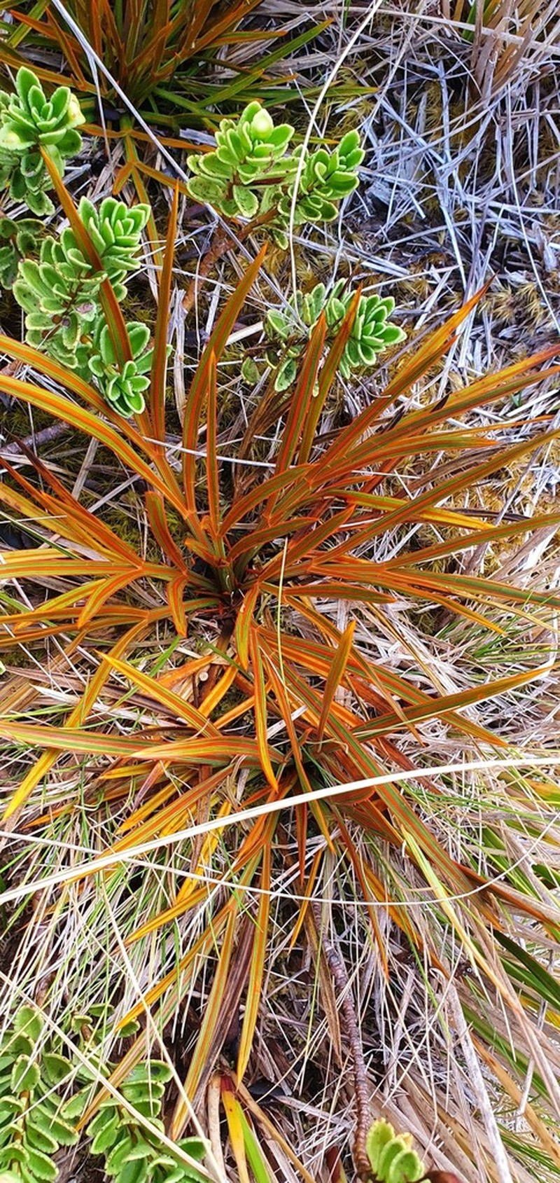 Aciphylla crenulata photo 5