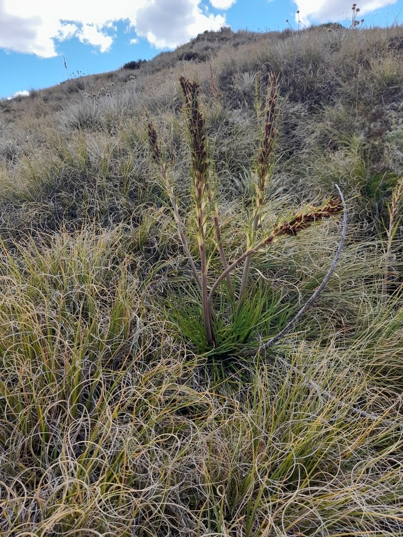 Aciphylla crenulata photo 6