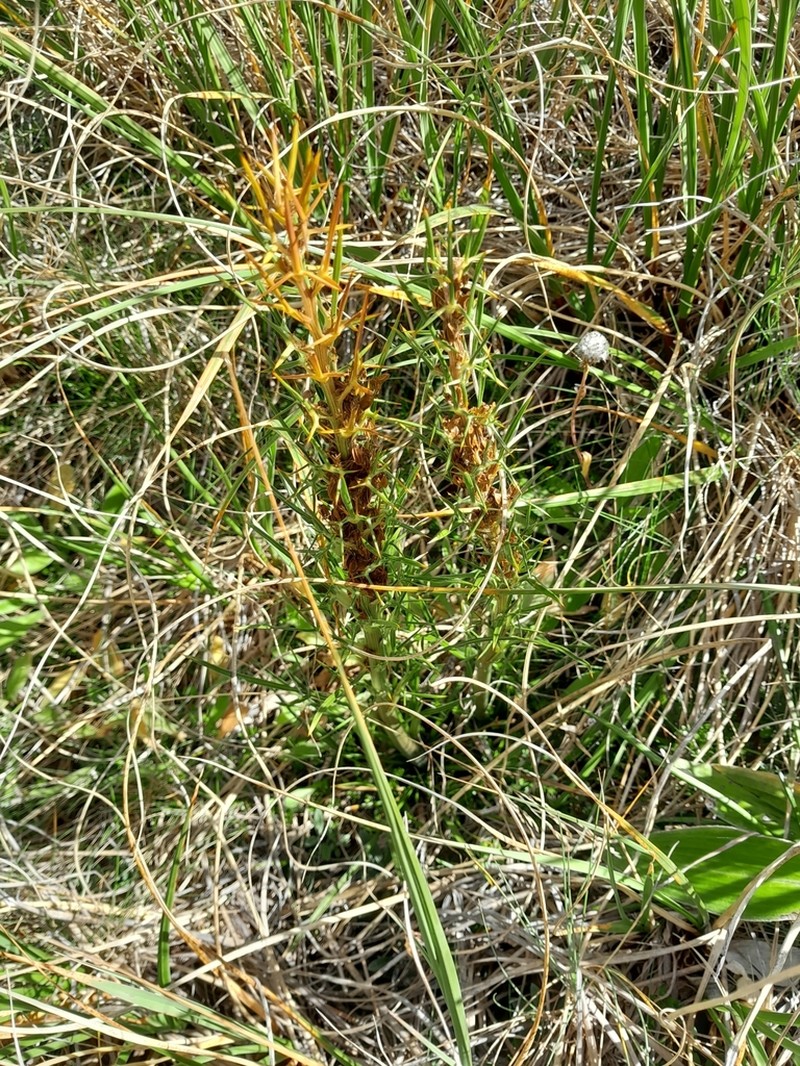 Aciphylla crenulata photo 7