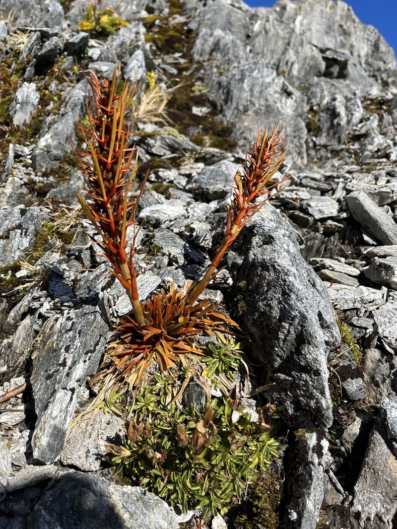 Aciphylla crenulata photo 8