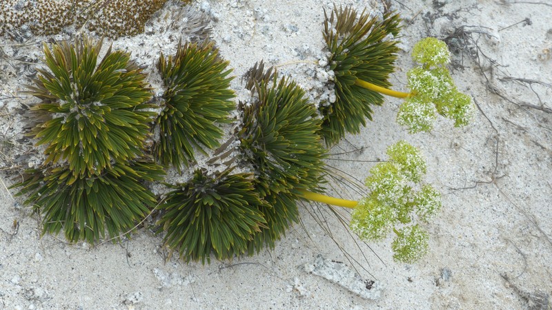 Aciphylla crosby-smithii photo 2