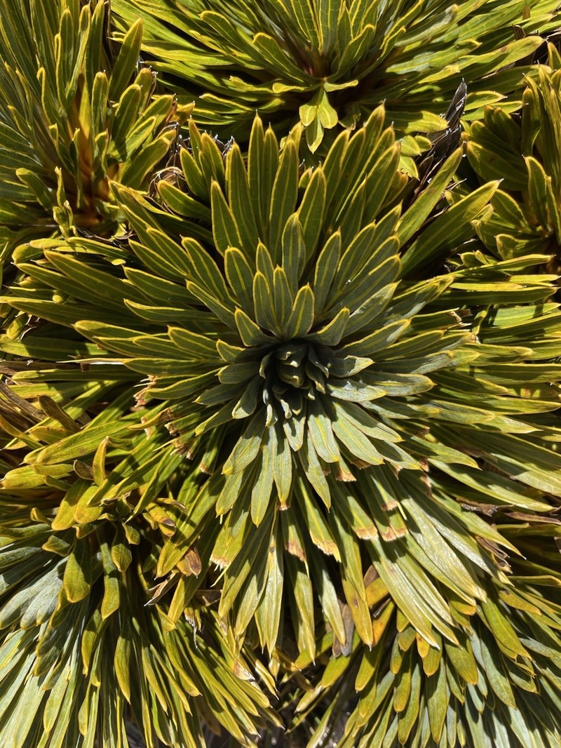 Aciphylla crosby-smithii photo 3
