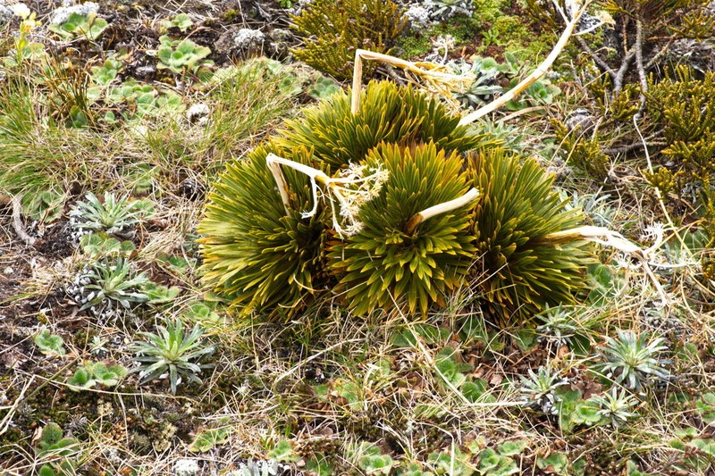 Aciphylla crosby-smithii photo 4
