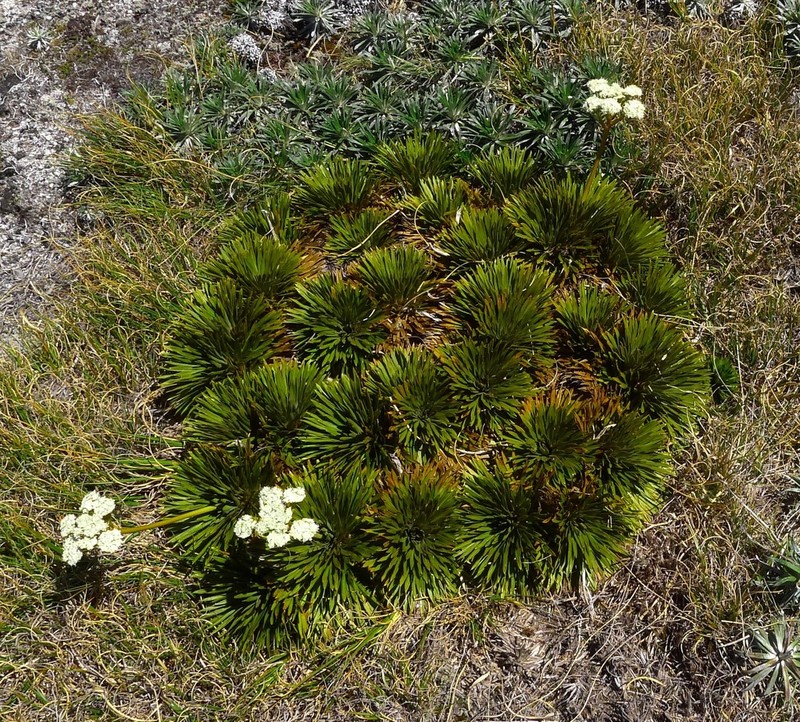 Aciphylla crosby-smithii photo 5