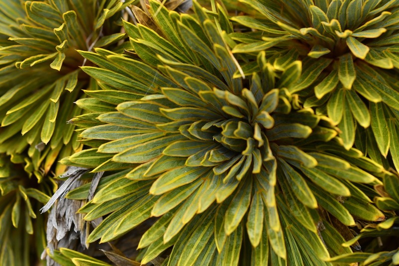 Aciphylla crosby-smithii photo 6